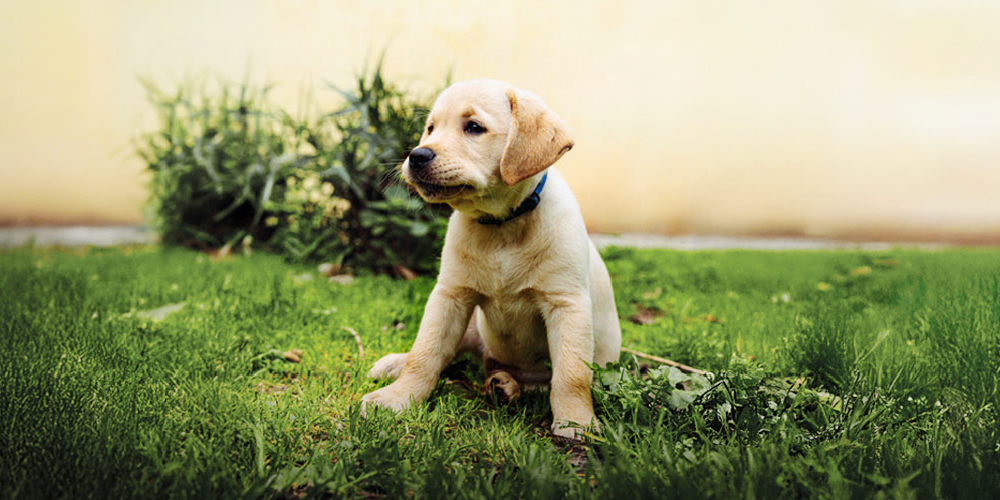 Prendi in affido un cucciolo della Scuola nazionale cani guida per ciechi